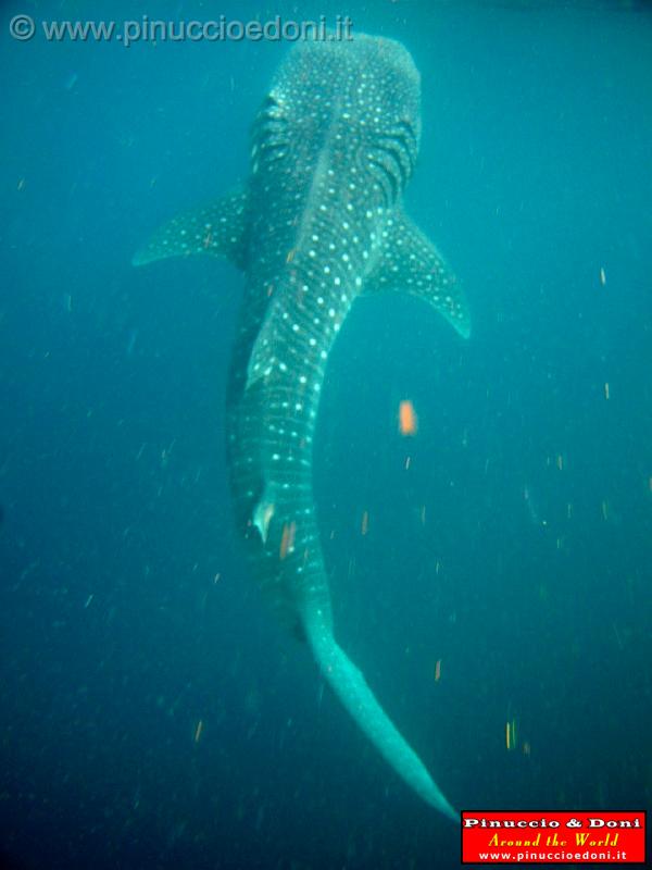 Djibouti - Whale Shark in Djibouti - 19.jpg